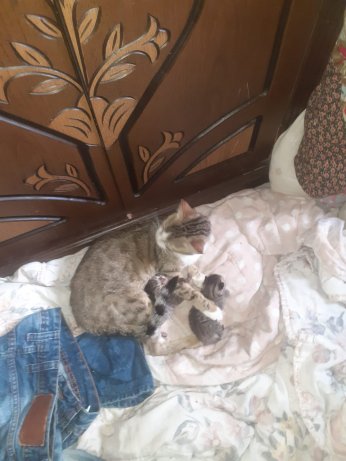 Erdoğan biatçıları Hürriyet’te sokak kedisi zehirledi