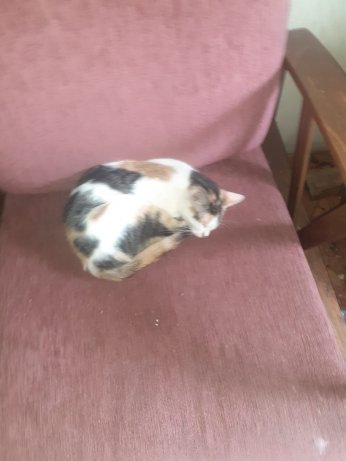 Erdoğan biatçıları Hürriyet’te sokak kedisi zehirledi