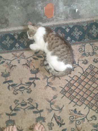 Erdoğan biatçıları Hürriyet’te sokak kedisi zehirledi