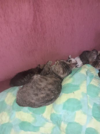 Erdoğan biatçıları Hürriyet’te sokak kedisi zehirledi