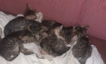 Erdoğan biatçıları Hürriyet’te sokak kedisi zehirledi