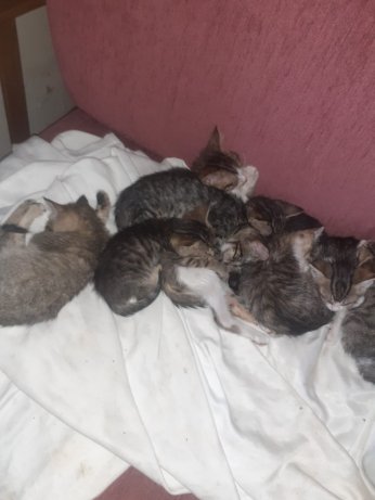 Erdoğan biatçıları Hürriyet’te sokak kedisi zehirledi