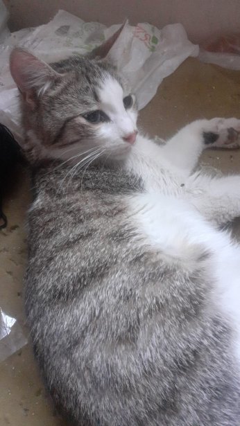 Erdoğan biatçıları Hürriyet’te sokak kedisi zehirledi