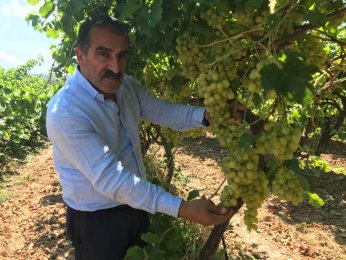 Diyabetli dostu üzüm sofralarda yerini aldı