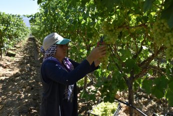 Diyabetli dostu üzüm sofralarda yerini aldı
