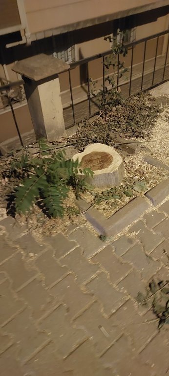 Ali Arıcan’da hasta ağaçlar  kesildi. Sağlıklılar saksıda