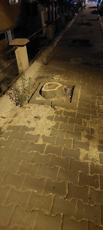 Ali Arıcan’da hasta ağaçlar  kesildi. Sağlıklılar saksıda