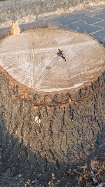 Halkımız: Yerinize gelecek olan sizi ağaçlar gibi mi halletmeli!