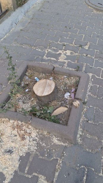 Halkımız: Yerinize gelecek olan sizi ağaçlar gibi mi halletmeli!