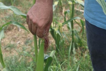 Derince’de ürettiğini  Çayırova’da satacak
