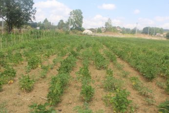 Derince’de ürettiğini  Çayırova’da satacak