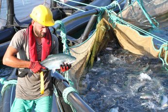 Bu filmin başrolünde  Türk somonu oynadı