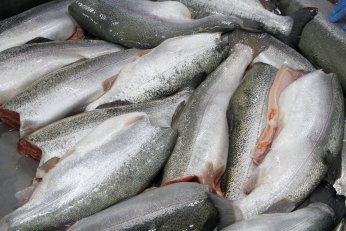 Bu filmin başrolünde  Türk somonu oynadı