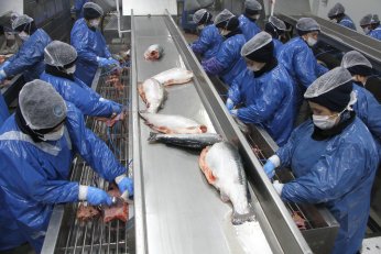 Bu filmin başrolünde  Türk somonu oynadı