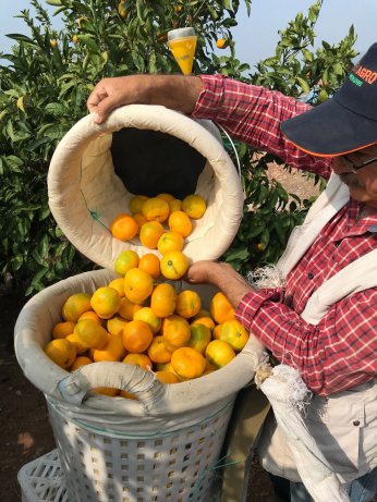 Narenciyedeki düşüş  pazarda etiketlere yansıyacak