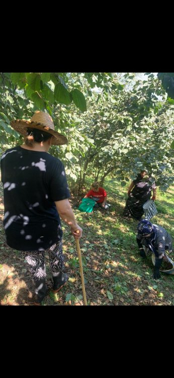 Fındığa gittim. Dönüşte karar vereceğim