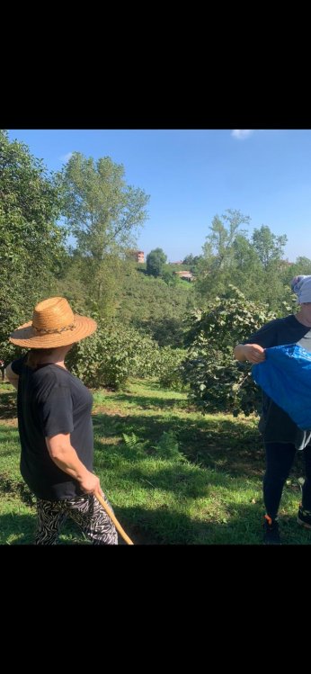 Fındığa gittim. Dönüşte karar vereceğim