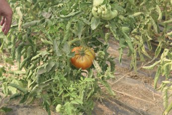 Adaylık için çok erken. Taşköprü için hemen!