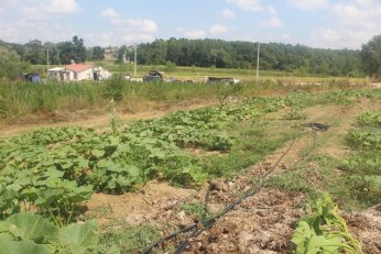 Adaylık için çok erken. Taşköprü için hemen!