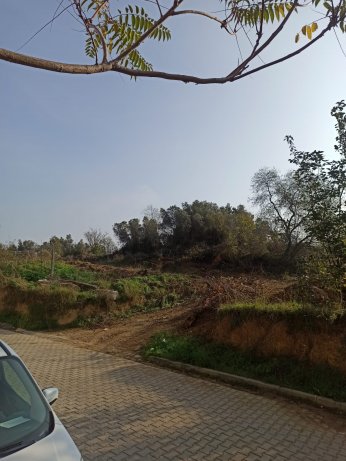 Darıca Millet Bahçesi’nde ağaç kıyımı.