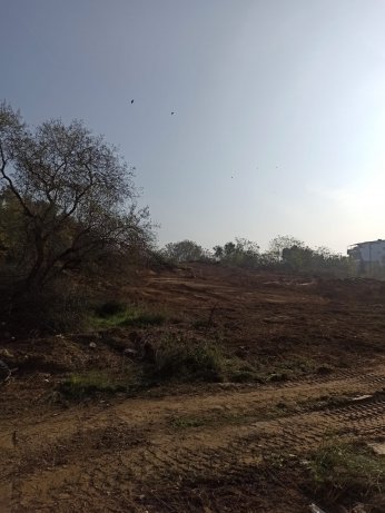 Darıca Millet Bahçesi’nde ağaç kıyımı.