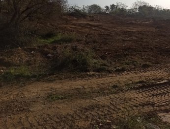 Darıca Millet Bahçesi’nde ağaç kıyımı.