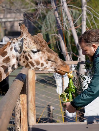 Zürafa Hugo 16 yaşında!