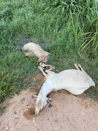 Çevre faciasında kovuşturmaya gerek duyulmadı