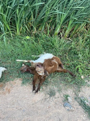 Çevre faciasında kovuşturmaya gerek duyulmadı