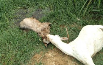 Çevre faciasında kovuşturmaya gerek duyulmadı