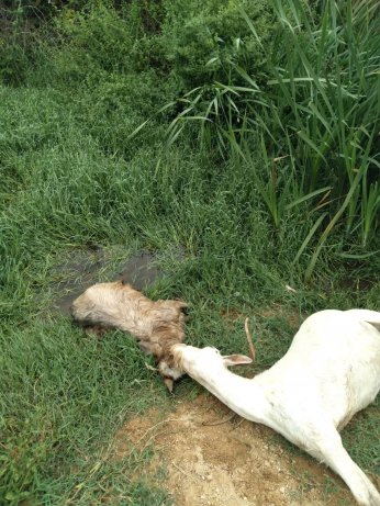 Çevre faciasında kovuşturmaya gerek duyulmadı