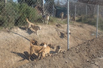 Sektörünün öncüsü Darıca’nın kâbusu 
