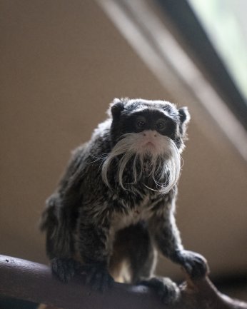 FYZoo iki tamarinle genişledi