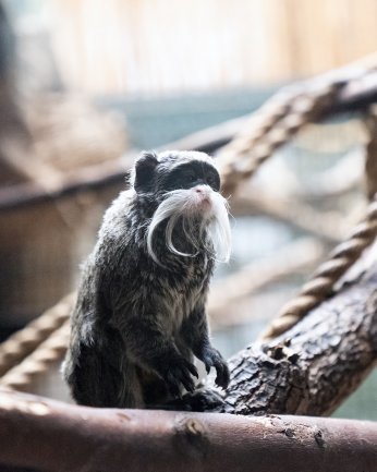 FYZoo iki tamarinle genişledi