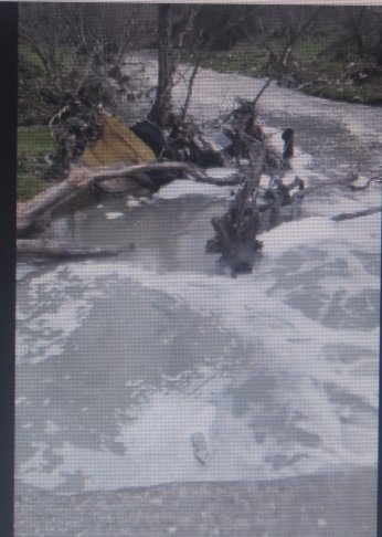 İki hayvan öldü: Kocagöl Deresi gitti gidiyor!