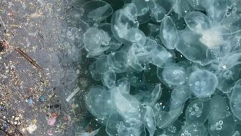 Çözümü nüfus yoğunluğunu azaltmak