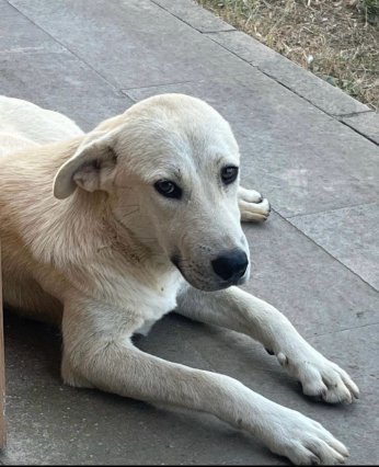 KYK yurdundaki küpeli köpekler toplandı