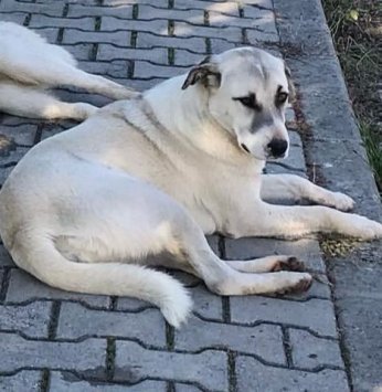 KYK yurdundaki küpeli köpekler toplandı