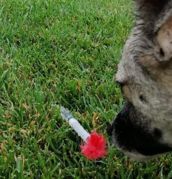 KYK yurdundaki küpeli köpekler toplandı