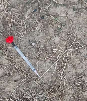 KYK yurdundaki küpeli köpekler toplandı