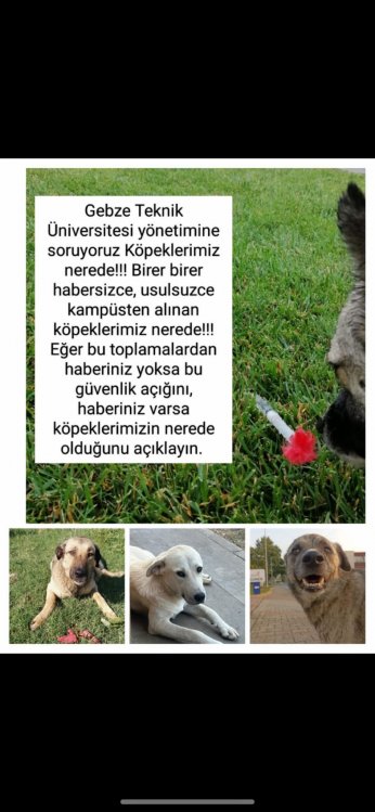 KYK yurdundaki küpeli köpekler toplandı