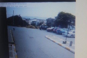 KYK yurdundaki küpeli köpekler toplandı