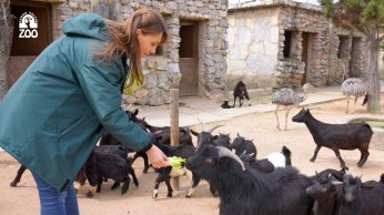 FYZoo’da çifte bayram var!