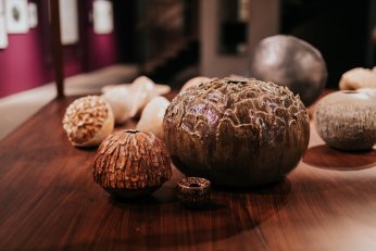 Kurtiç’den Bir Denizkestanesinin Anıları