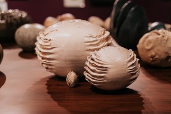 Kurtiç’den Bir Denizkestanesinin Anıları