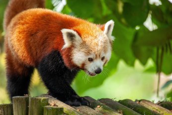 FYZoo’dan  macera dolu program