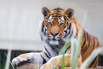 FYZoo’dan  macera dolu program