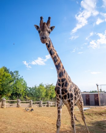 FYZoo'da hafta içi indirimi 