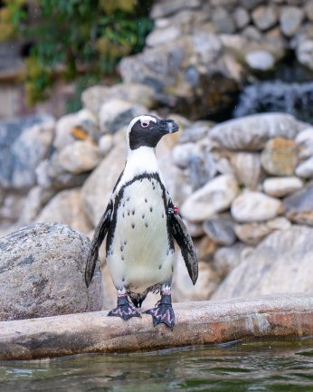 FYZoo'da hafta içi indirimi 