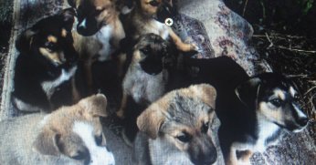 GTÜ’de 9 köpek bir gecede kayboldu